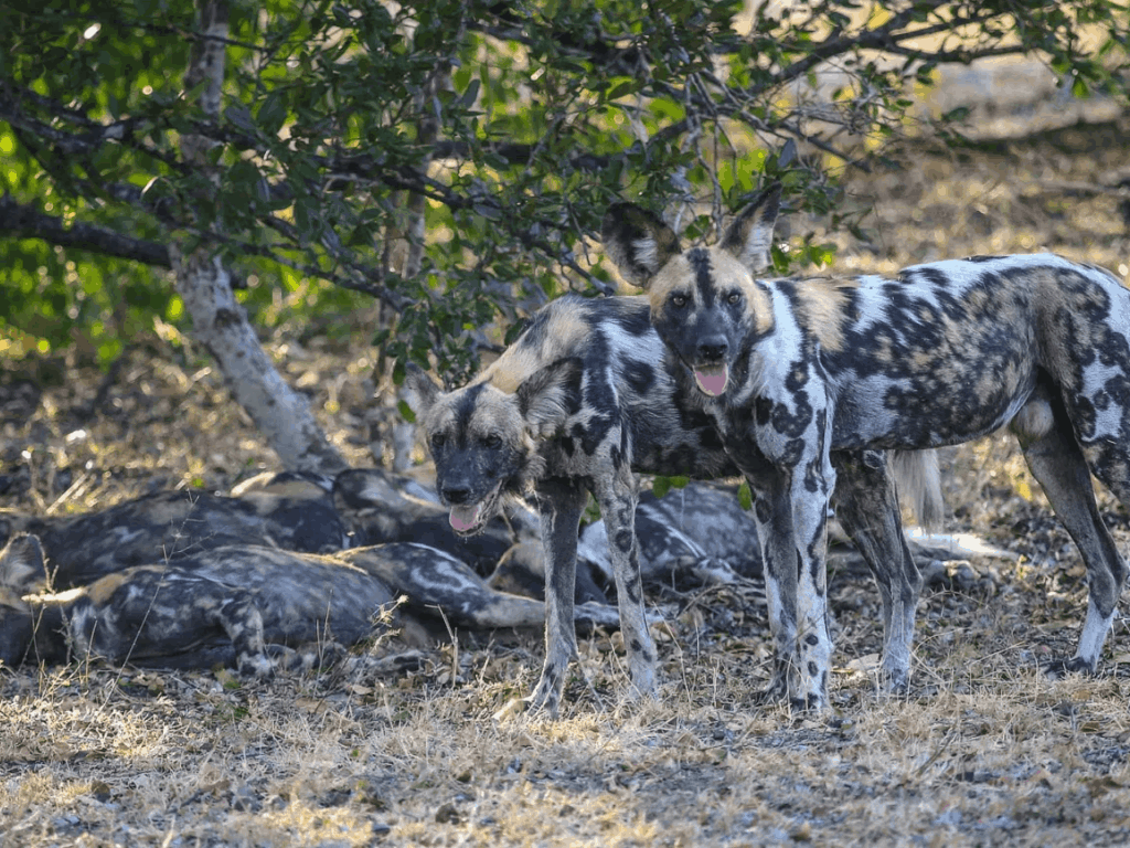 11 Days Luxury Tanzania Nyerere & Zanzibar Safari