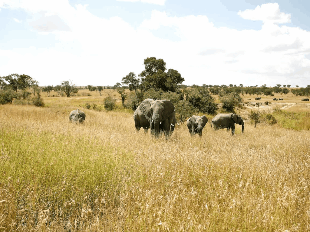 4 Days Tanzania Safari