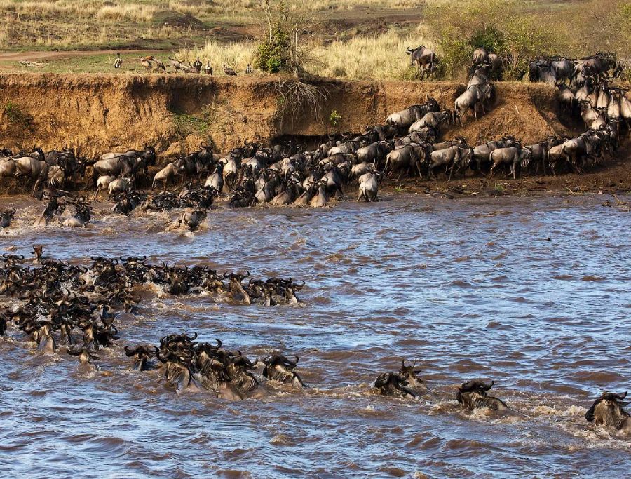 The Ultimate Guide to the Great Wildebeest Migration