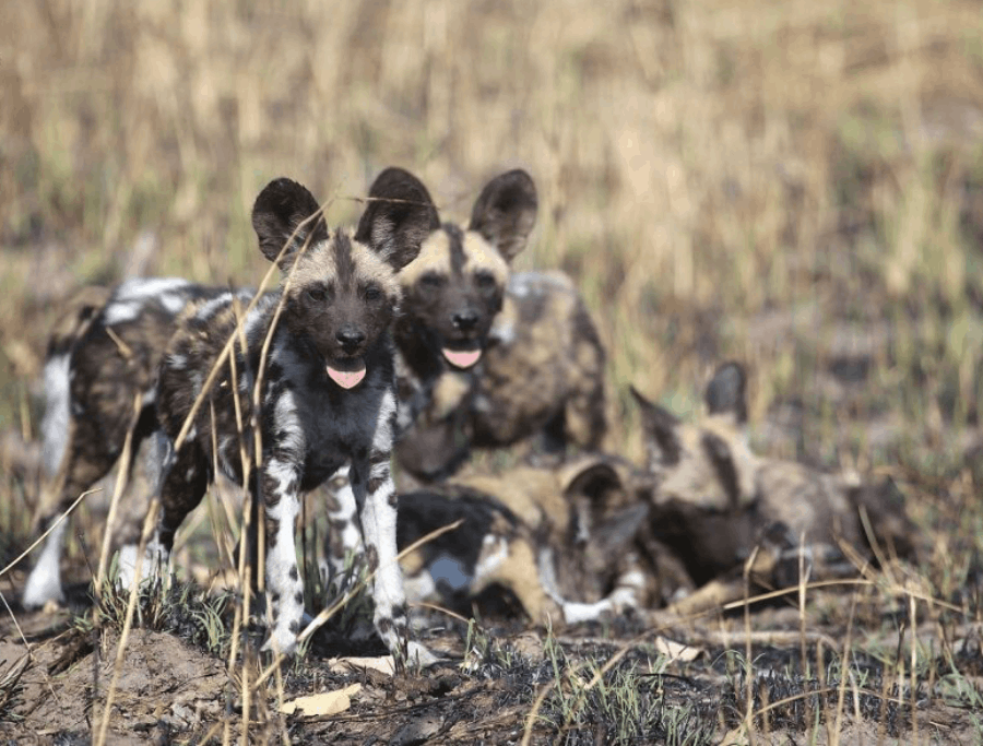 About the African Wild Dogs: All You Need to Know