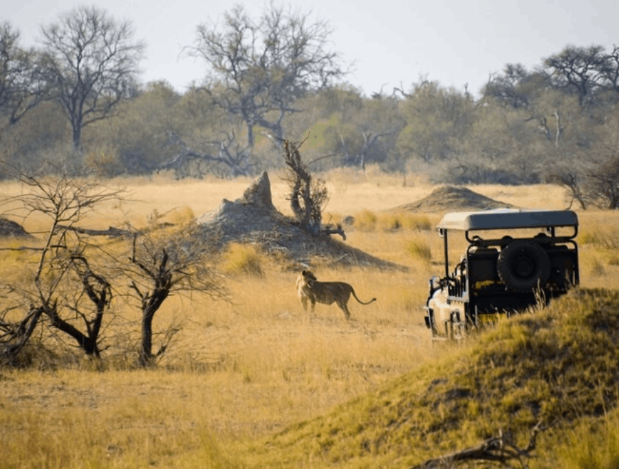 A Complete Guide to 10-day Kenya and Tanzania Safari: Epic Adventure Awaits