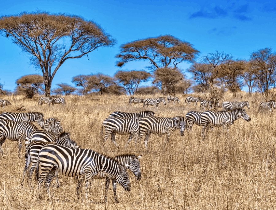 Spotlight on Kenya and Tanzania Safari: Best Wildlife Tours