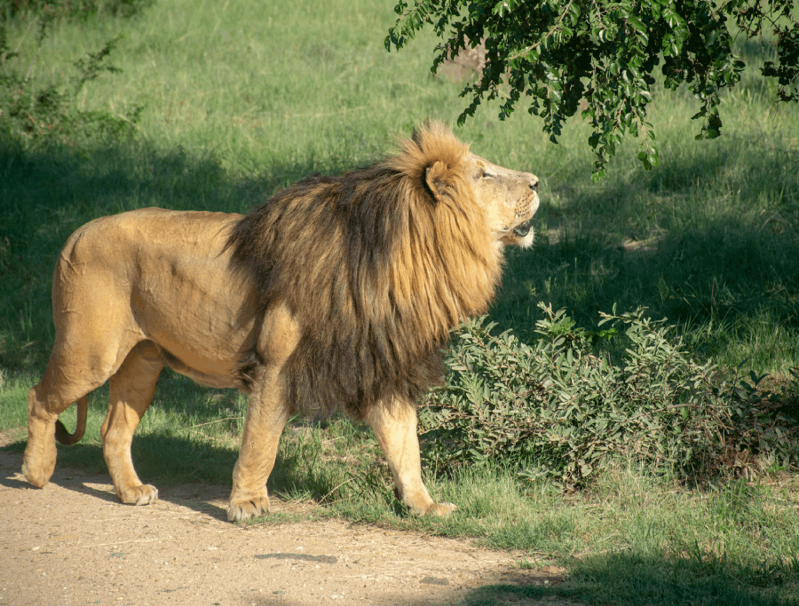 A Glimpse of the African Lion: Your Ultimate Wildlife Guide