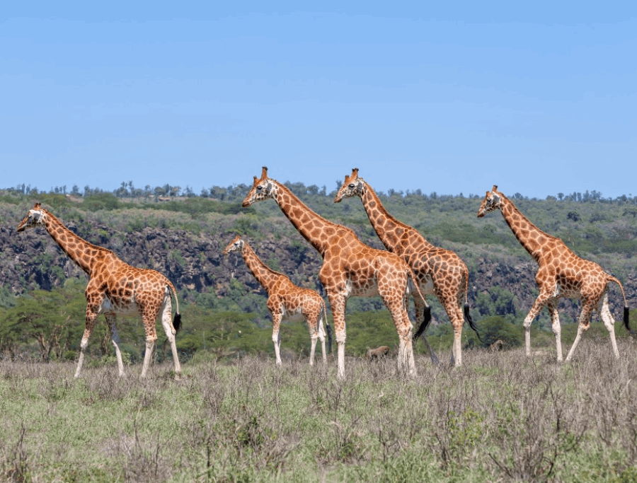 The Best African Wildlife Safaris to Experience