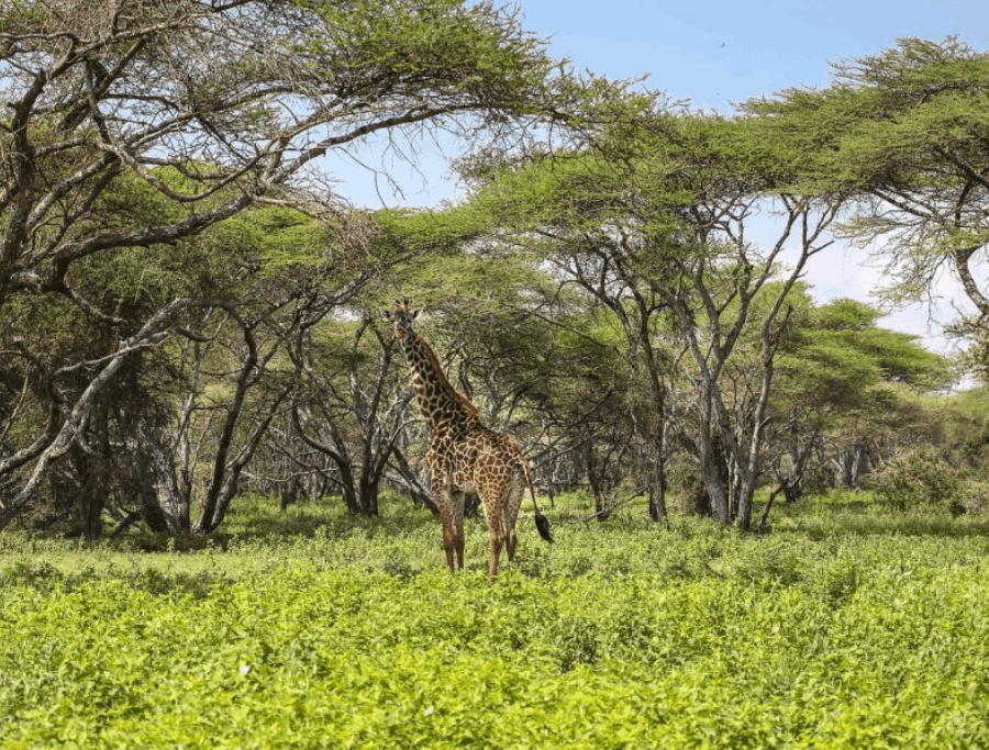 A Look at the Giraffes: Your Ultimate Wildlife Guide