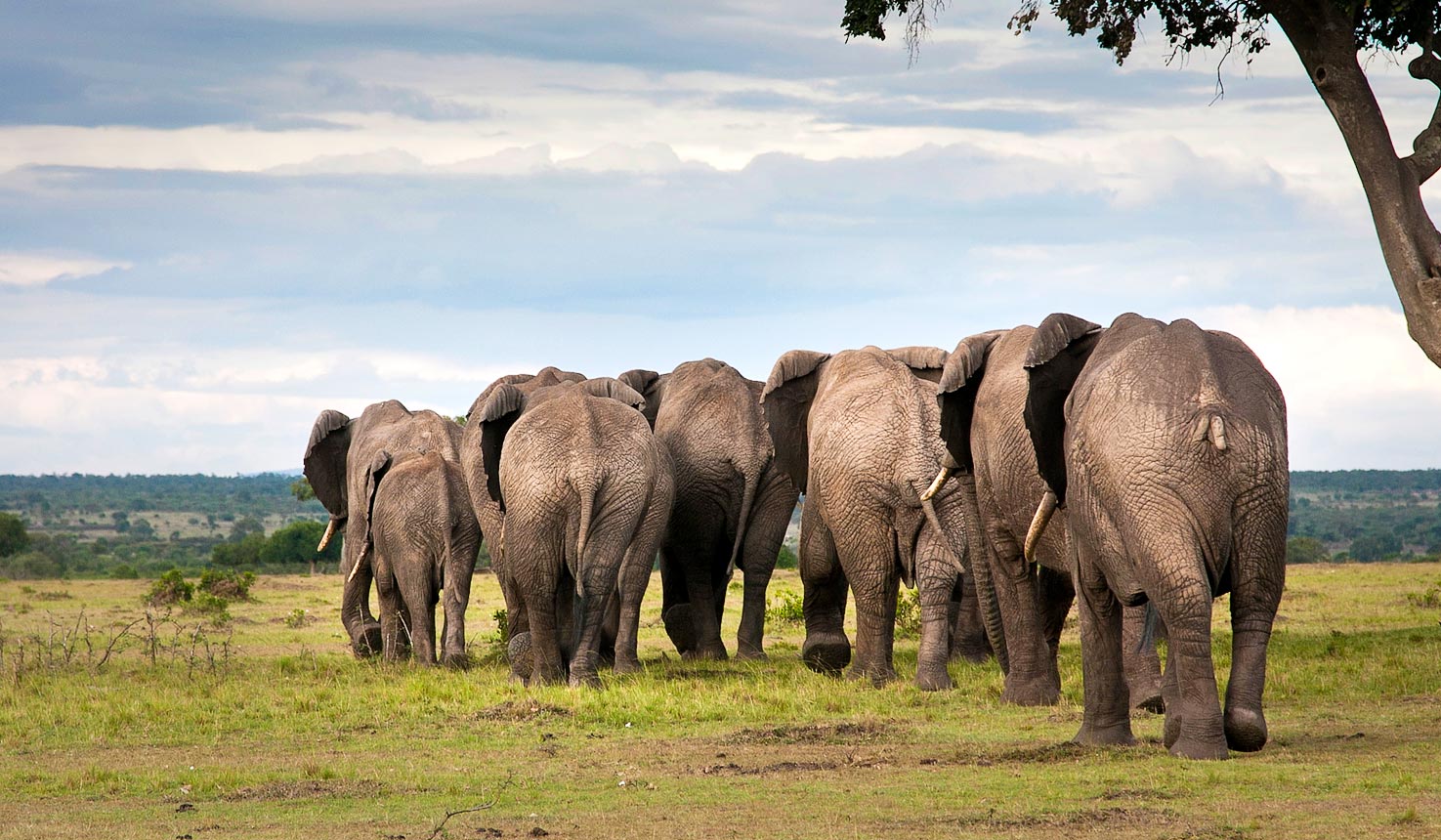 Maasai Mara Park Fees: New Rates