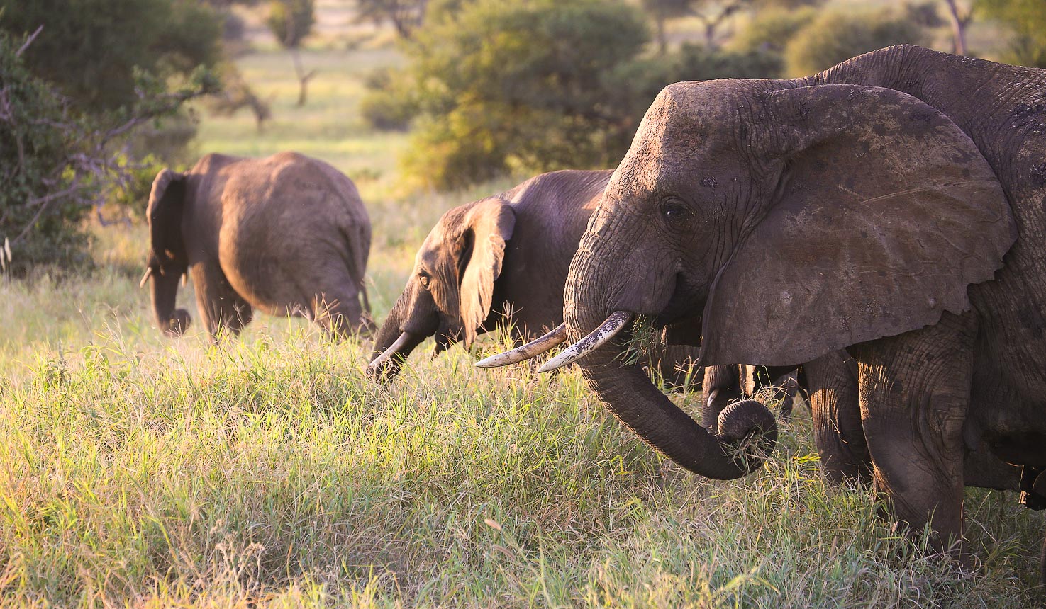 All You Need to Know About The African Elephant