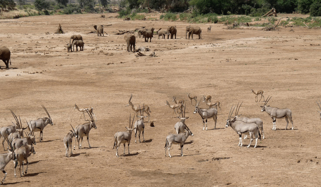 Samburu National Reserve