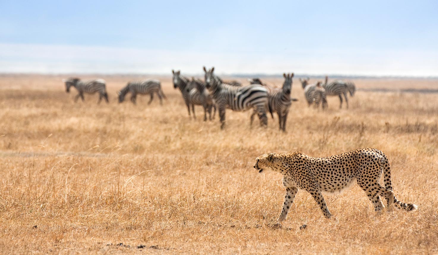 How to Choose the Best Tanzania Safari Tour