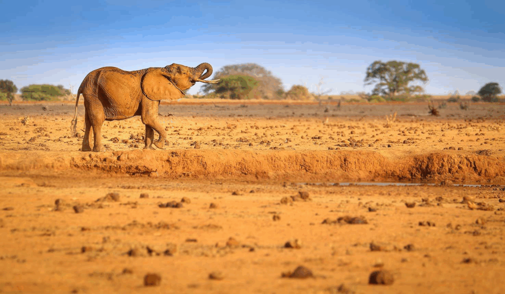Tsavo West National Park