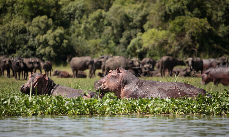 Unique Uganda Safari