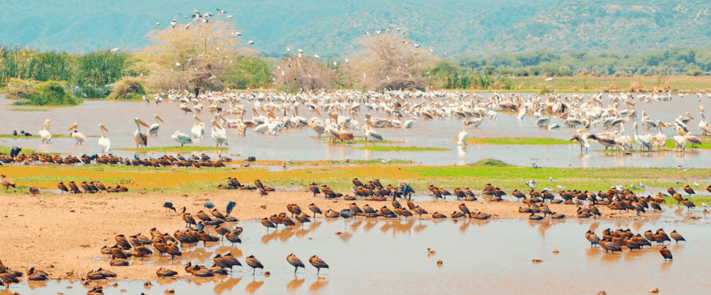 Lake Manyara National Park