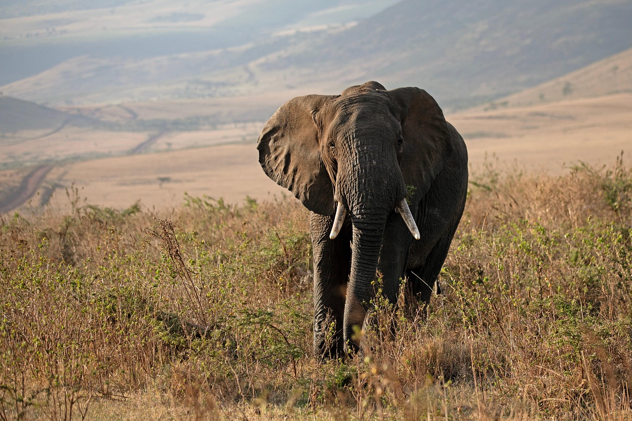 Top 7 Reasons to Visit Tanzania: The Land of Safari