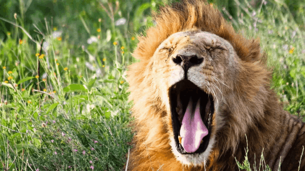 Katavi National Park