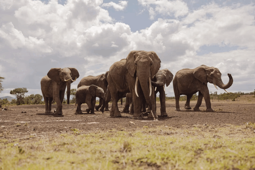 Ol Pejeta Conservancy