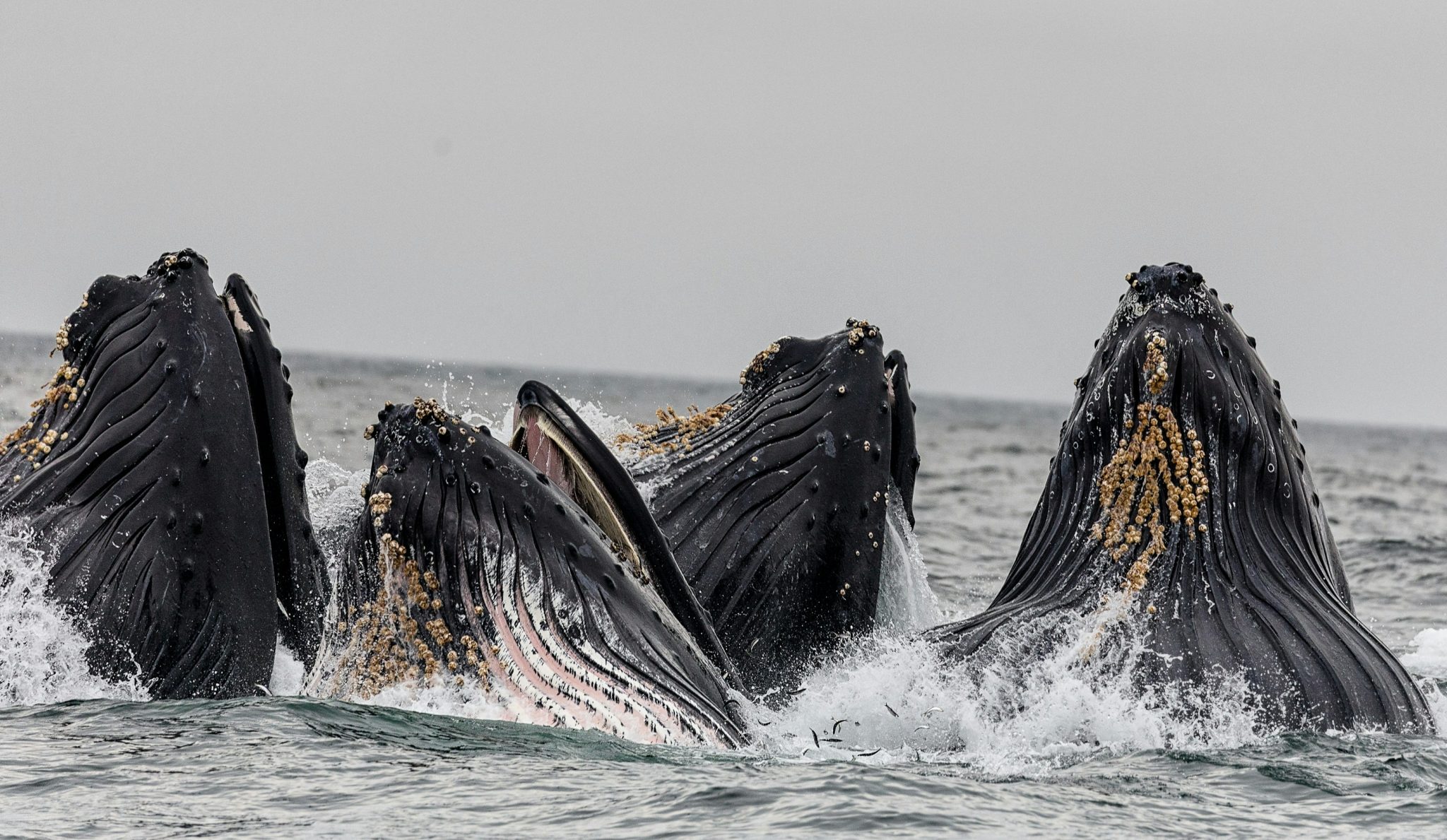 When is the Best Time to See Whales in Kenya?