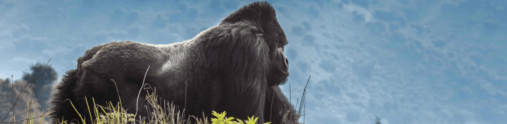 Volcanoes National Park